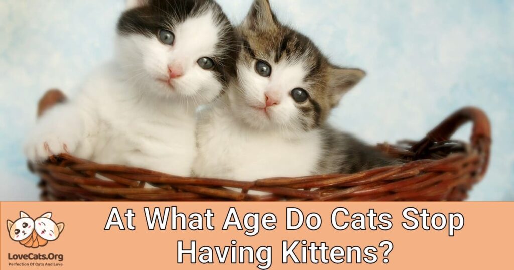 At What Age Do Cats Stop Having Kittens? - lovecats.org