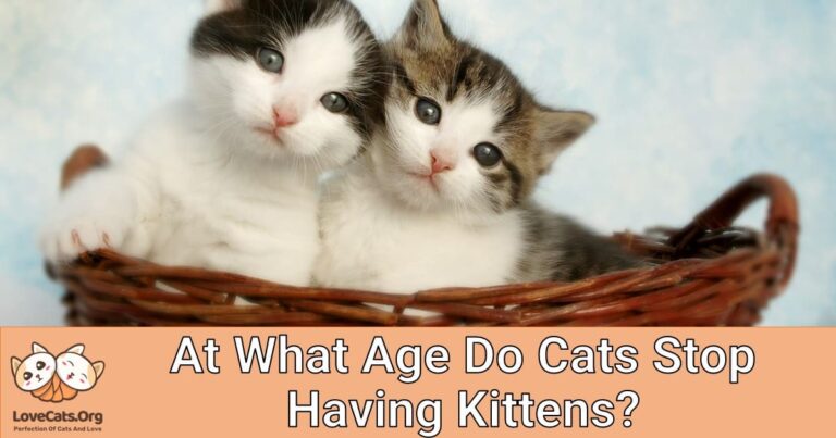 at-what-age-do-cats-stop-having-kittens-lovecats