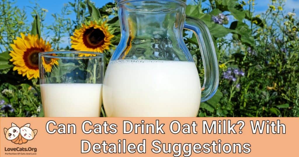 Can Cats Drink Oat Milk? With Detailed Suggestions - Lovecats.org