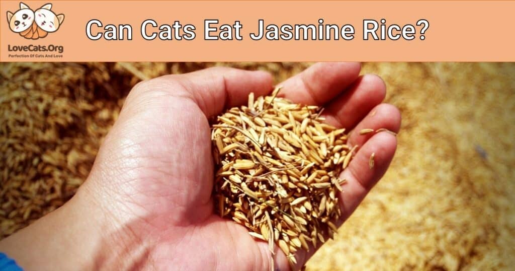 can-cats-eat-jasmine-rice-answered-lovecats