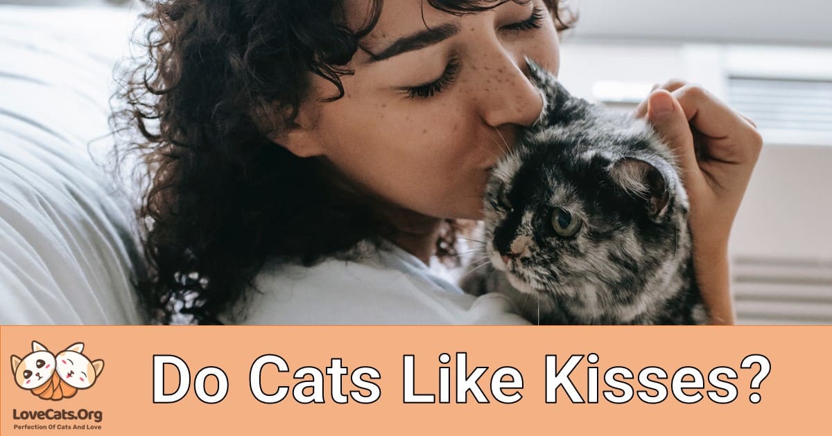 Do Cats Like Kisses