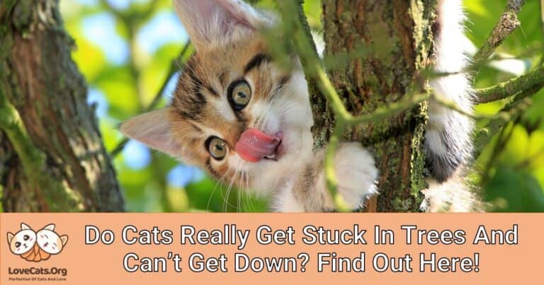 Do Cats Really Get Stuck In Trees And Can't Get Down? Find Out Here ...