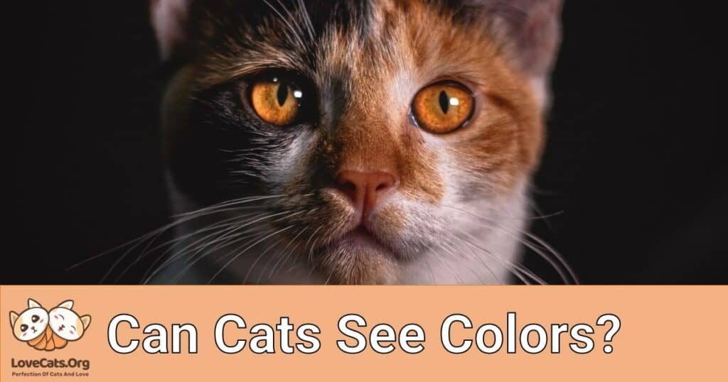 can-cats-see-colors-lovecats