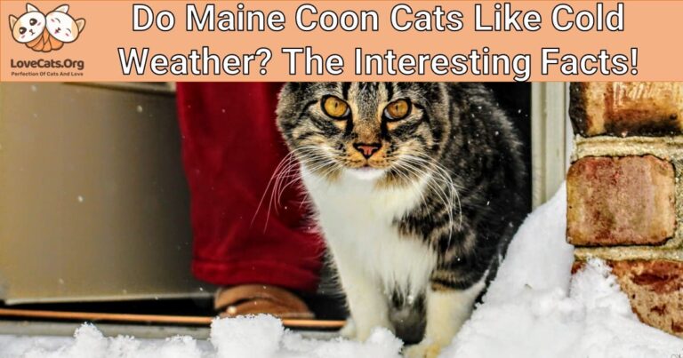 do-maine-coon-cats-like-cold-weather-the-interesting-facts-lovecats