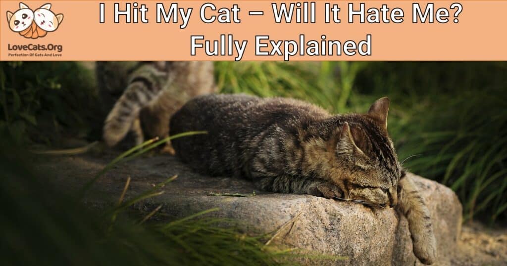 i-hit-my-cat-will-it-hate-me-fully-explained-lovecats