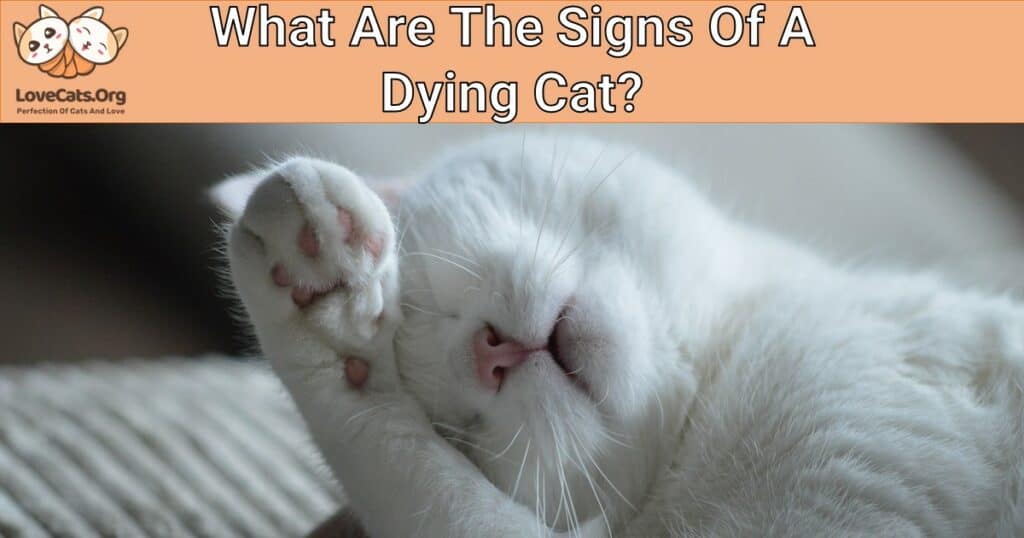 What Are The Signs Of A Dying Cat? - lovecats.org