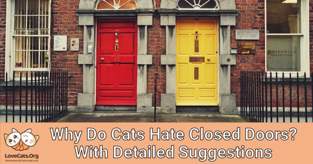 why-do-cats-hate-closed-doors-with-detailed-suggestions-lovecats