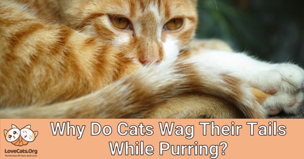 why-do-cats-wag-their-tails-while-purring-lovecats