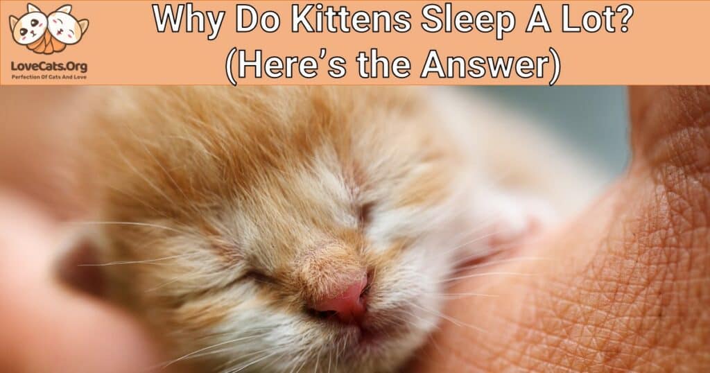 why-do-kittens-sleep-a-lot-here-s-the-answer-lovecats