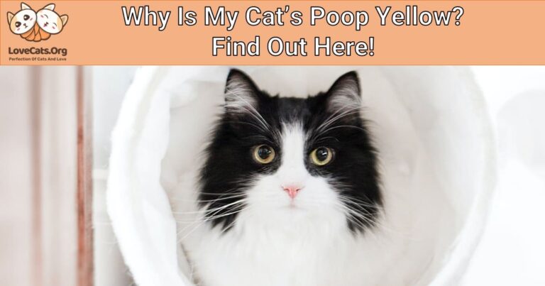 Why Is My Cat S Poop Yellow